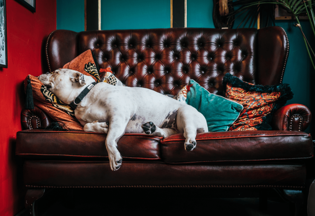 Photo by Paolo Nicolello on Unsplash - 72 Things You Can Do While Self-Quarantining - Butch on a Budget